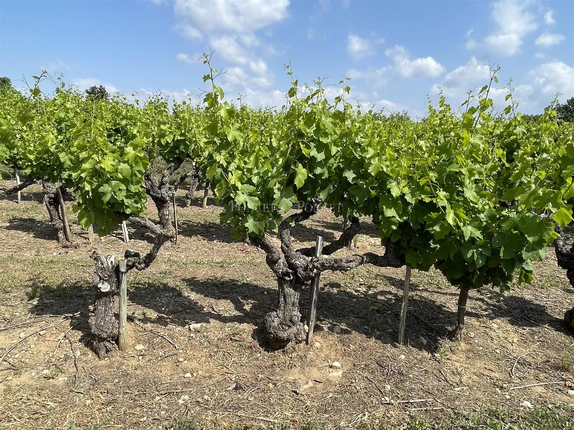 Wine Property 34 ha Cotes Du Rhone