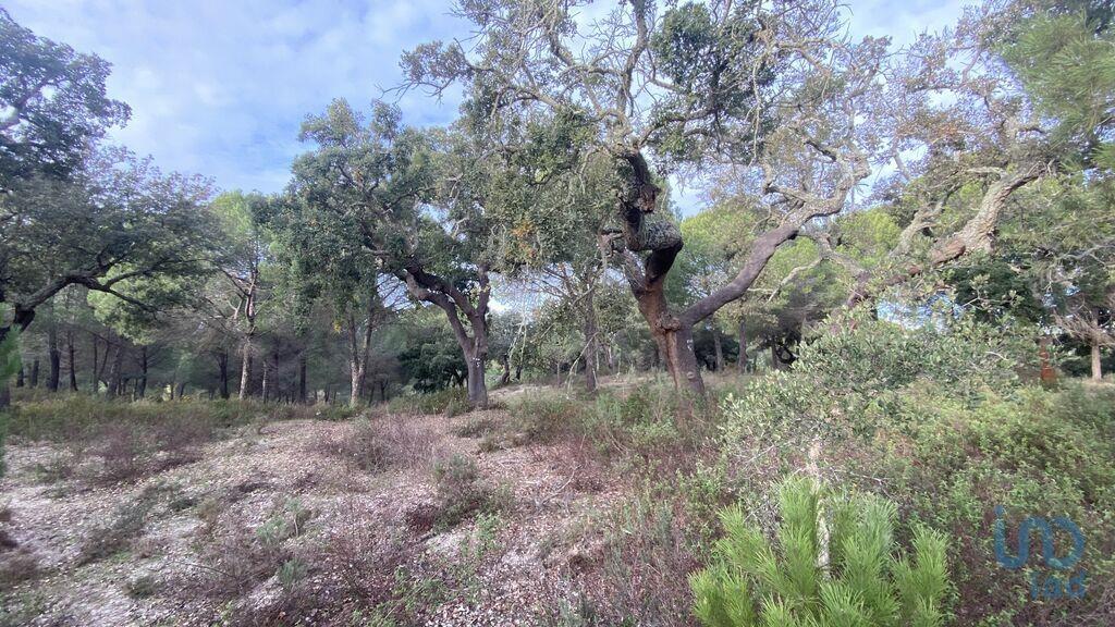Ground in Galveias with 28000,00 m²