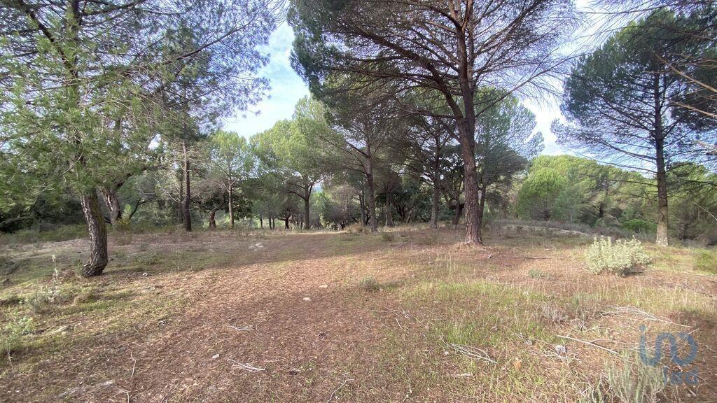 Ground in Galveias with 28000,00 m²