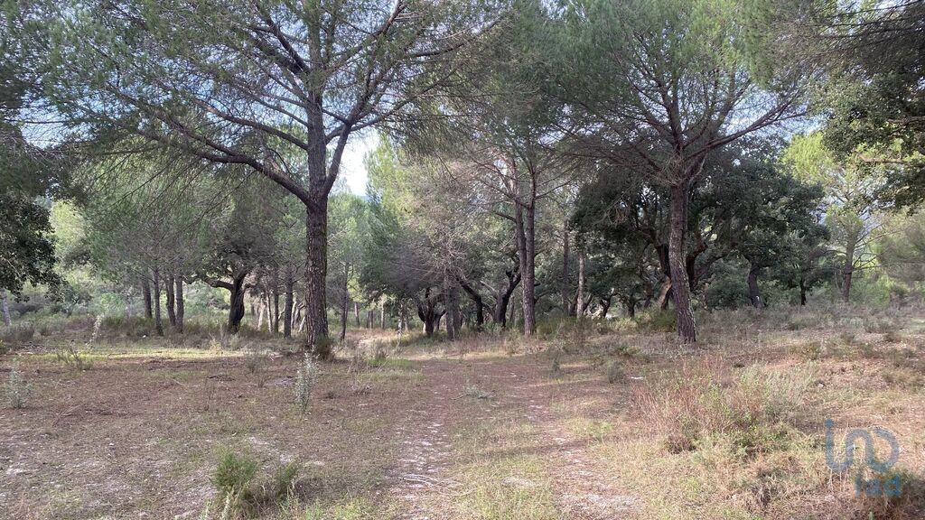 Ground in Galveias with 28000,00 m²