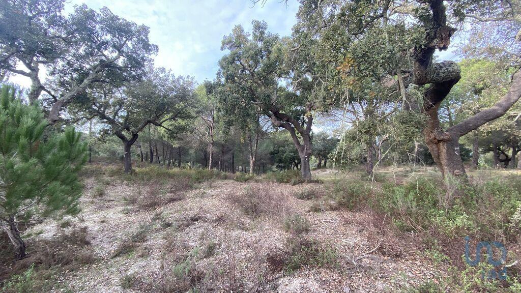 Ground in Galveias with 28000,00 m²