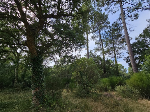 Terrain à bâtir de 1500m² et hangar de 280m² avec viabilisat