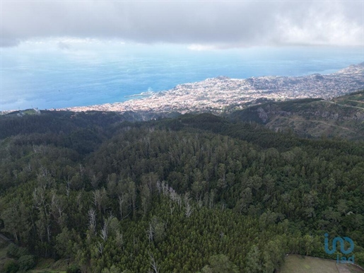 Tierra en el Madeira, Funchal