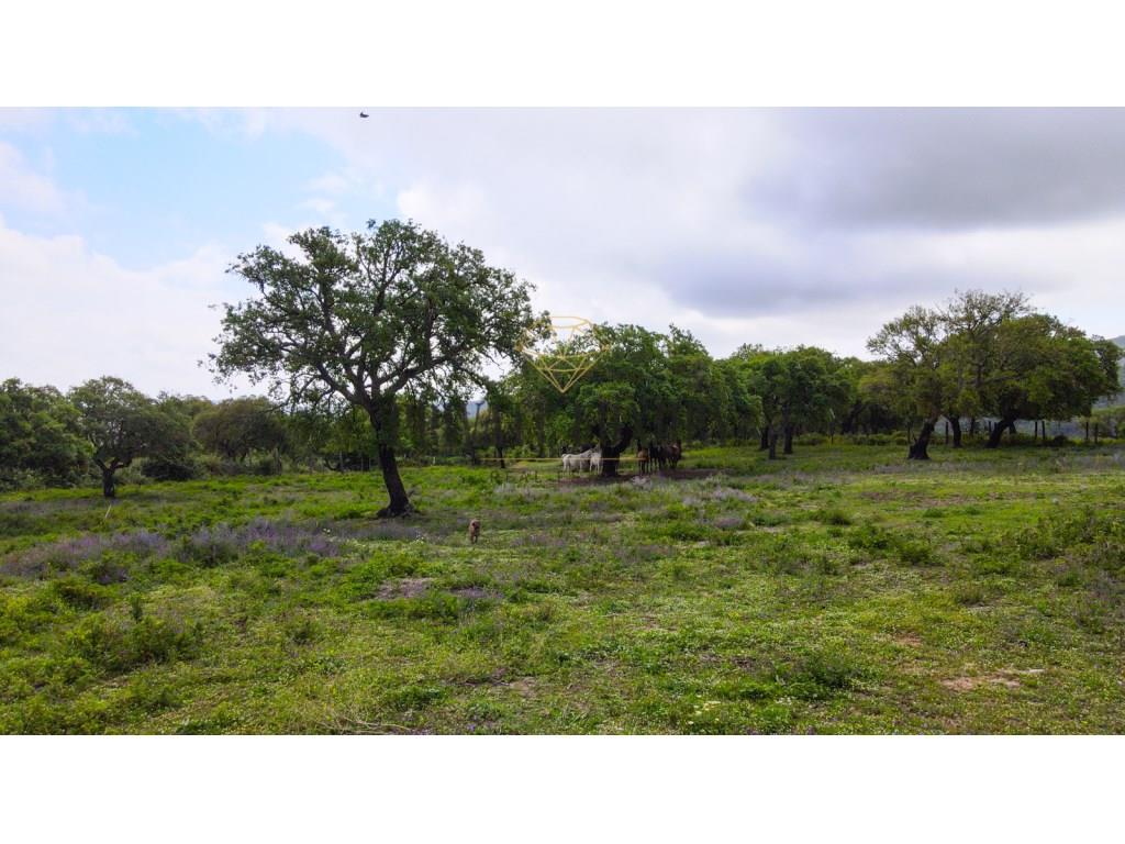 Homeland with 271 hectares in serra da Arrábida - Setubal