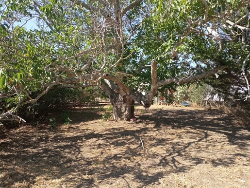 Terreno com moradias T3 e T2 em Palmela