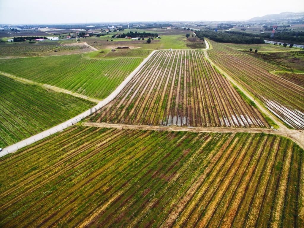 Vineyards Peninsula of Setúbal, houses, annexes and warehouse, 45Ha.