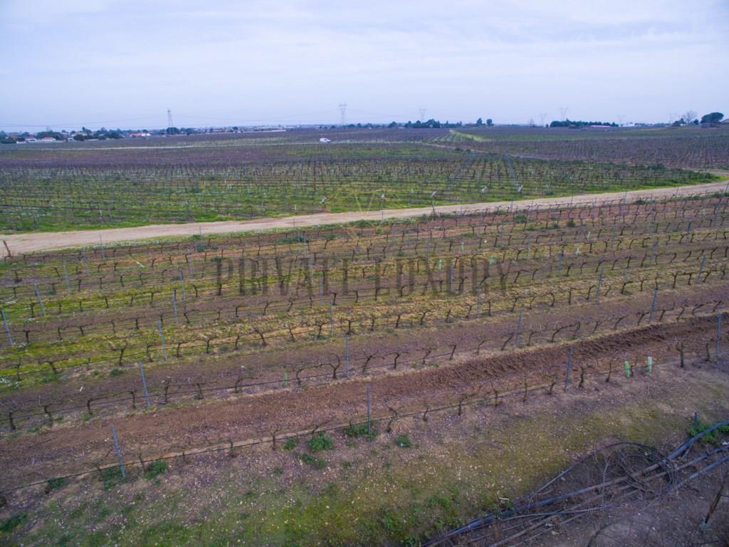 Vineyards Peninsula of Setúbal, houses, annexes and warehouse, 45Ha.