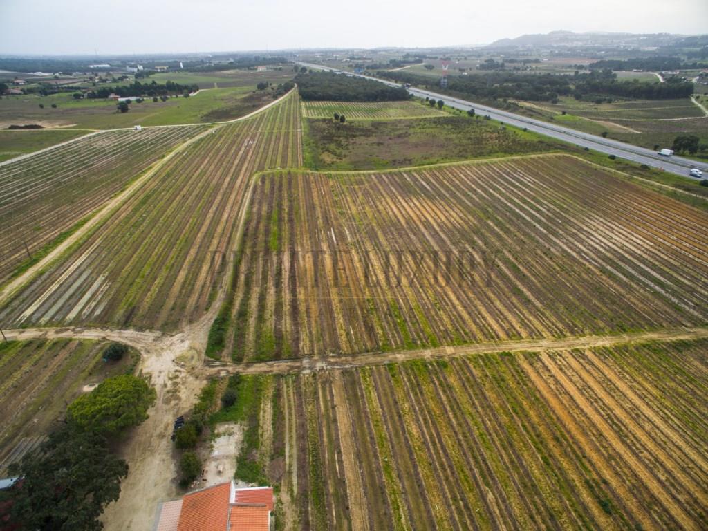 Vineyards Peninsula of Setúbal, houses, annexes and warehouse, 45Ha.