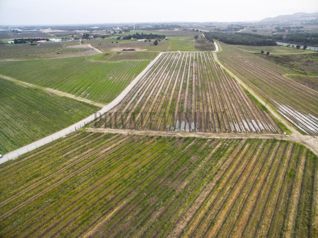 Vineyards Peninsula of Setúbal, houses, annexes and warehouse, 45Ha.
