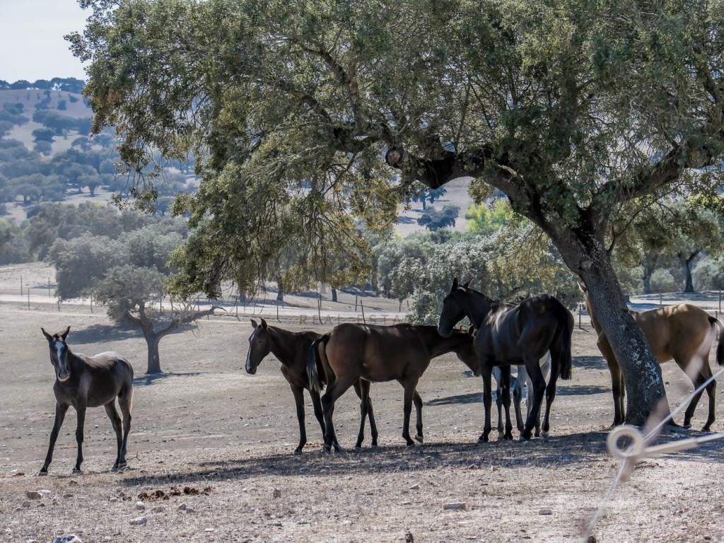 380 hectares | Rural and equestrian tourism