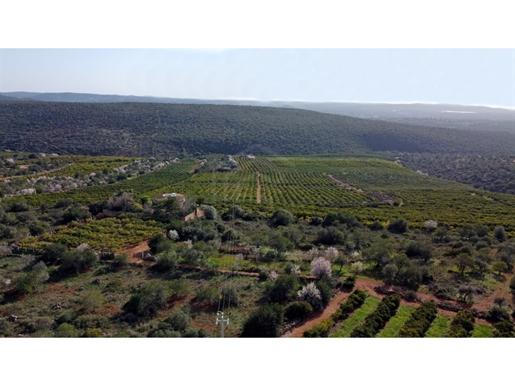 Pomar de citrinos em Produção com 80 hectares, Alte, Algarve