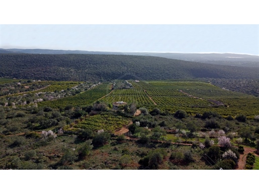 Citrus orchard in Production with 80 hectares, Alte, Algarve