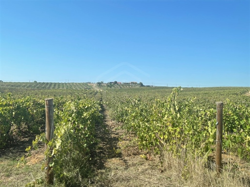 Nekretnina površine 18 hektara, s maslinikom i vinogradom u Torres Novasu