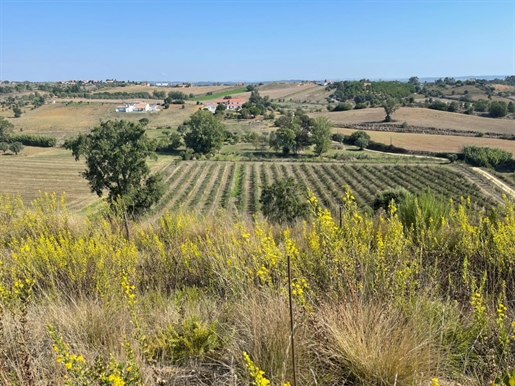 Nekretnina površine 18 hektara, s maslinikom i vinogradom u Torres Novasu