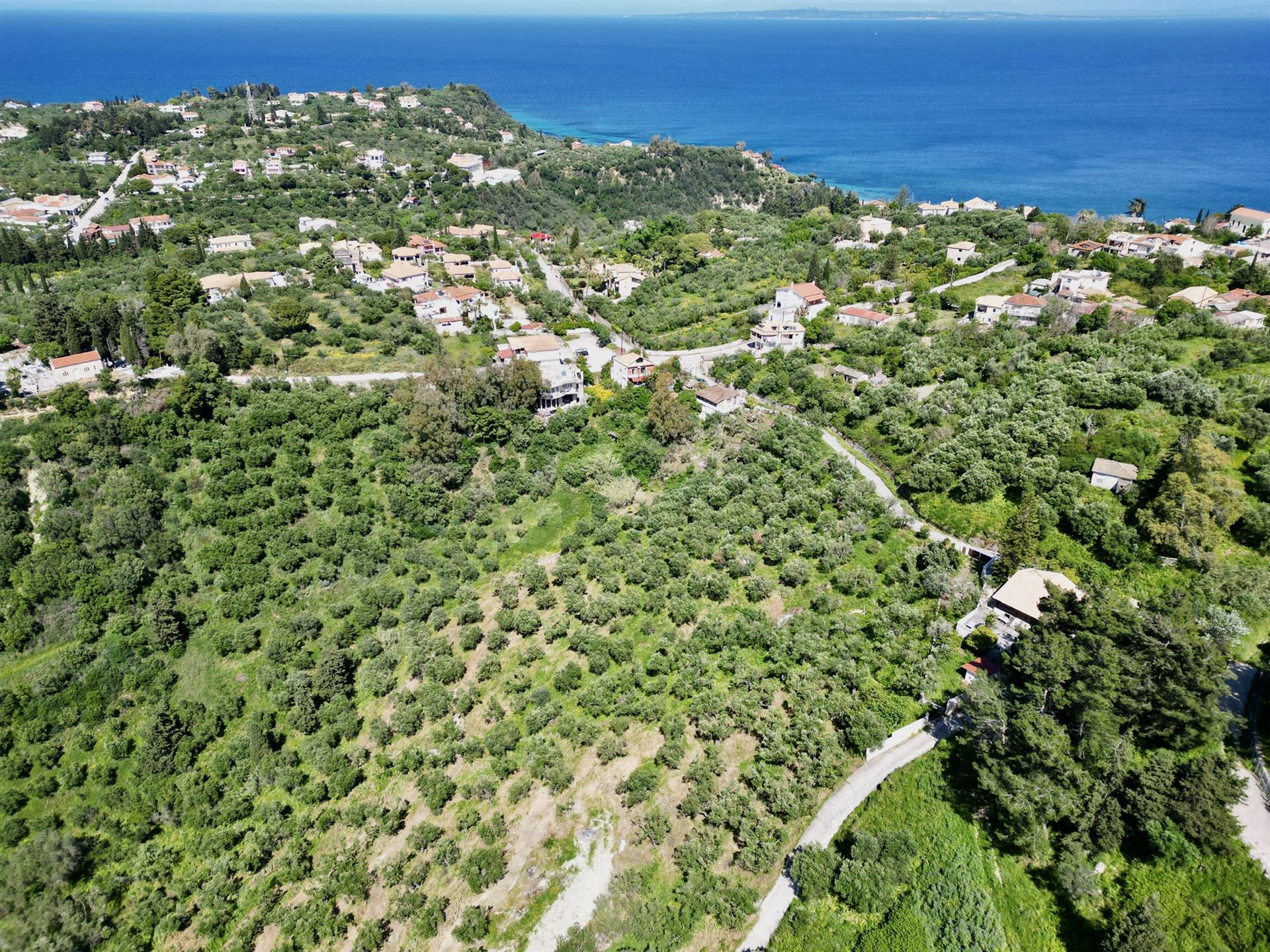 Seaview Olive Grove For Sale