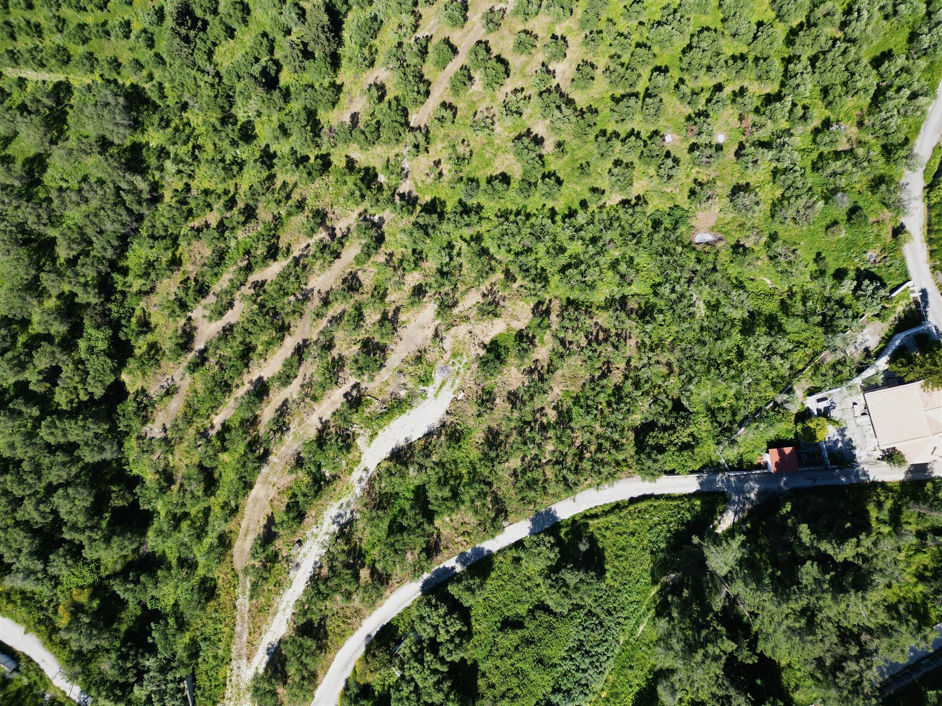 Seaview Olive Grove For Sale