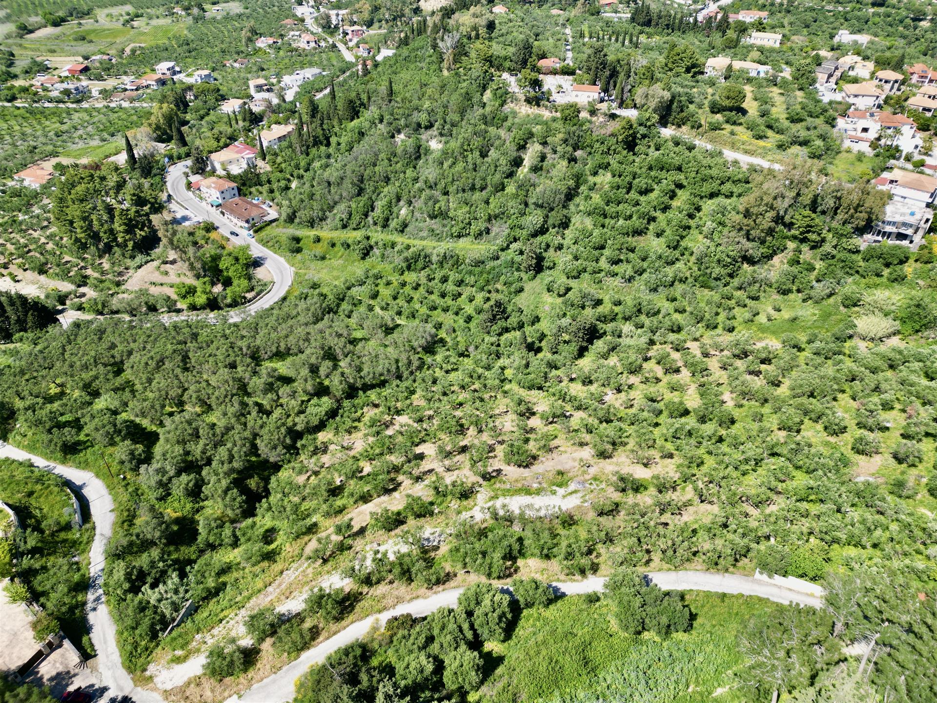 Seaview Olive Grove For Sale