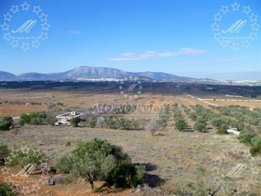(For Sale) Land Plot || Attica (East)/Spata-Artemida/Spata - 6.607,00Sq.m, 250.000€