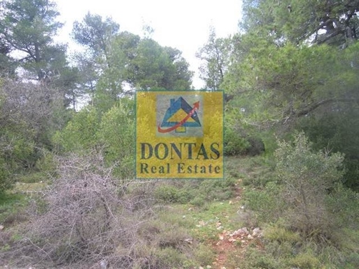 (For Sale) Land Plot || East Attica/Afidnes (Kiourka) - 2.100 Sq.m, 110.000€
