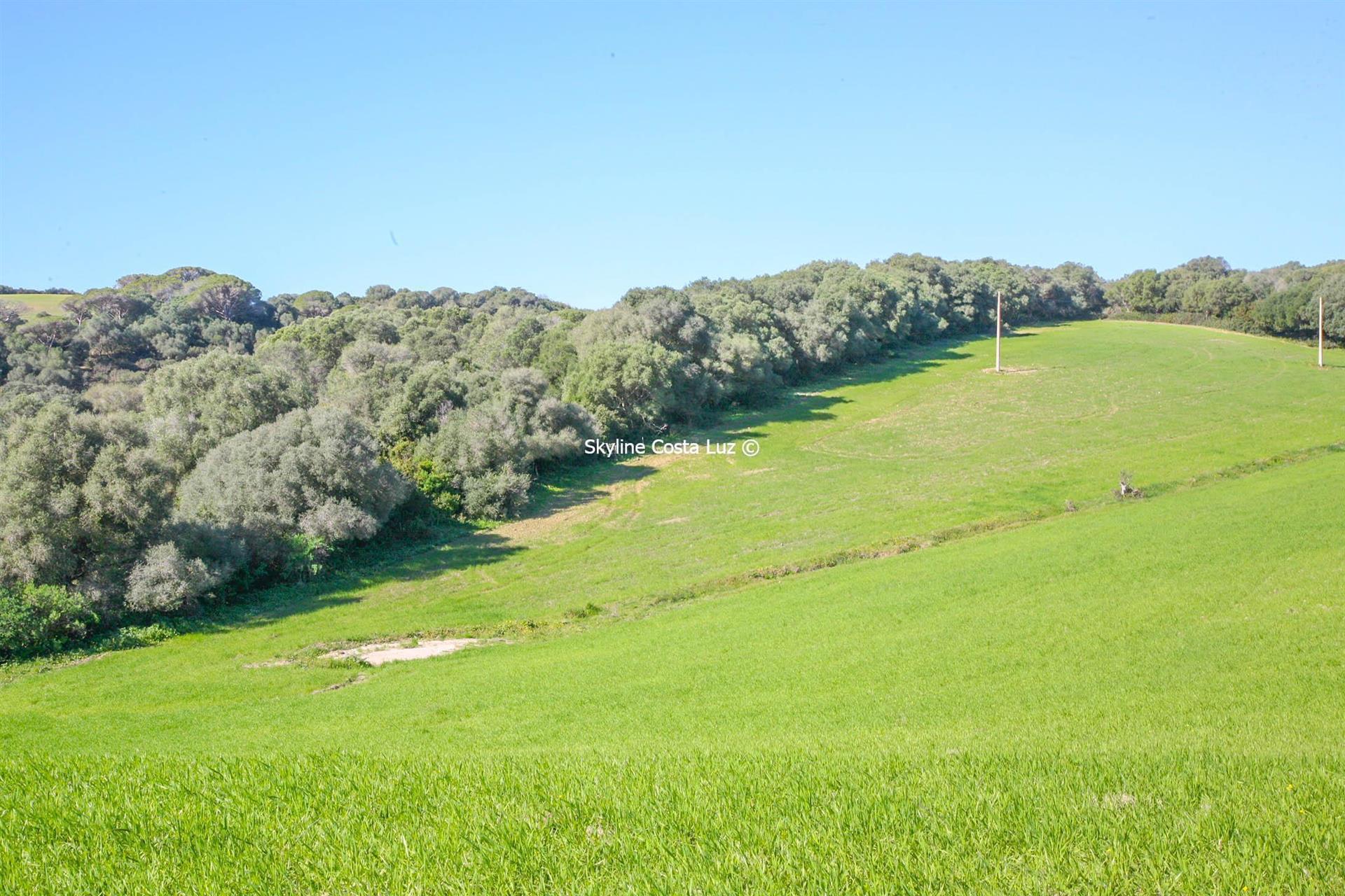 Purchase: Land (11150)