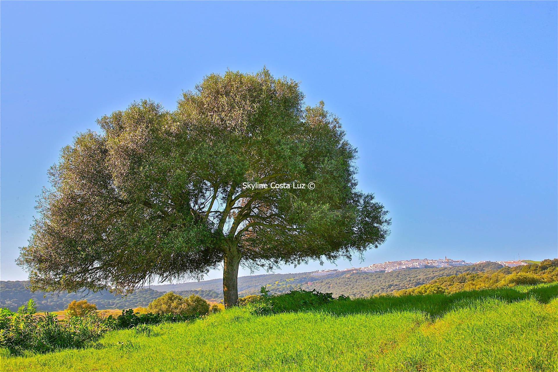 Purchase: Land (11150)