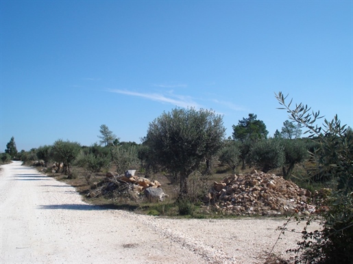 Property with 4 ha in borba region for sale. Nature in a pure state.