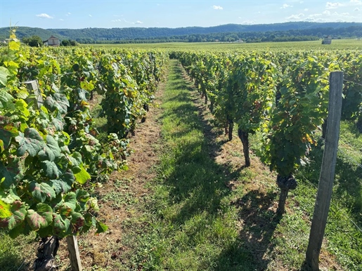 Winegrowing estate