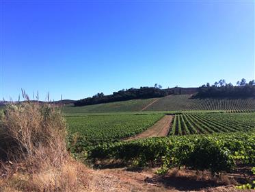 Exclusive Villa T3 - Silver Coast view to vineyards