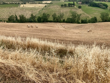 Terres agricoles de 200000 m2 à Montepulciano