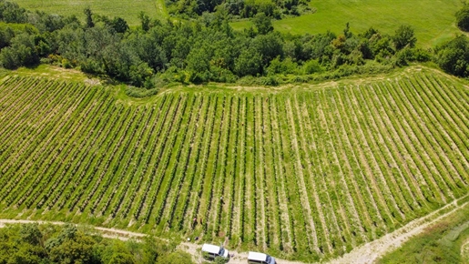 Landbouwgrond van 60000 m2 in Sinalunga