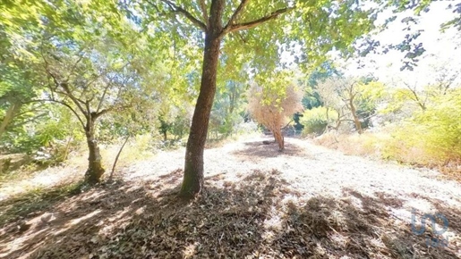 Startseite / Villa in Castanheira de Pêra, Leiria