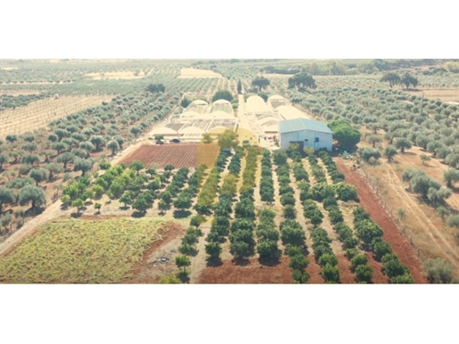 Investment opportunity: Farm in Elvas with 2,750 hectares and potential for large annual profit