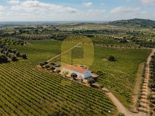 An Exceptional Property for Vineyard Investment, Hotel Vidigueira Region. A Rural Paradise of Wines