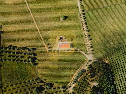 Une propriété exceptionnelle pour l'investissement viticole, Hôtel Vidigueira Region. Un paradis rur