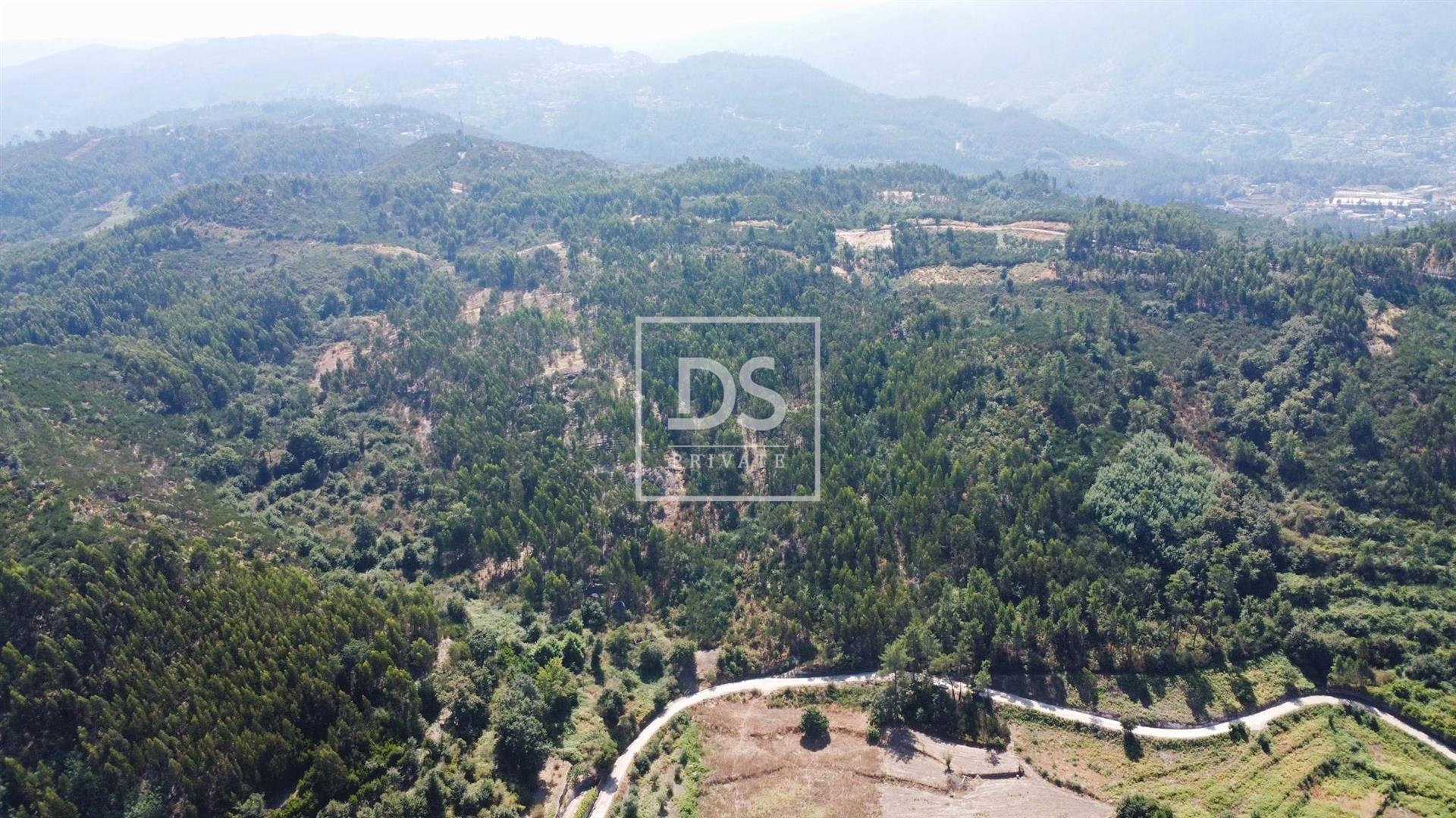 Investment Opportunity in Forest Potential