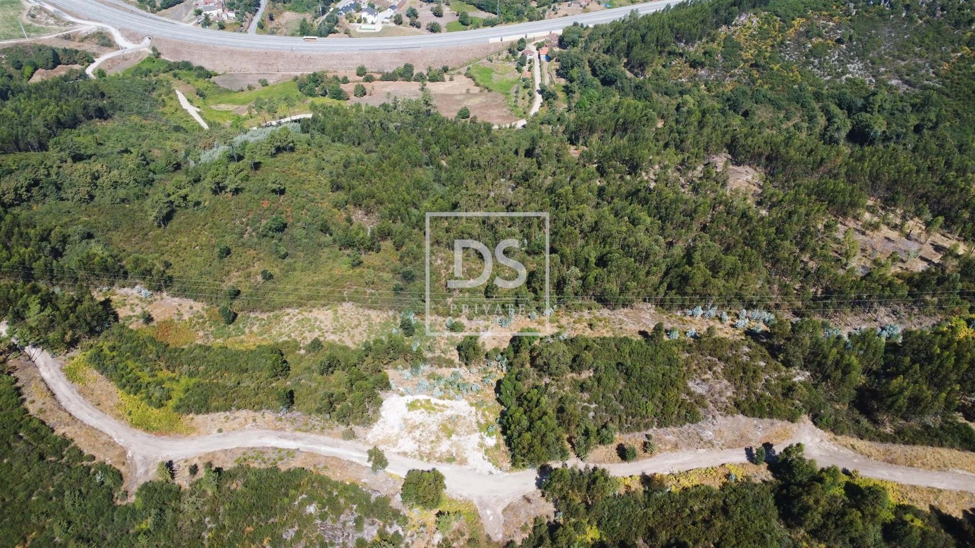Investment Opportunity in Forest Potential