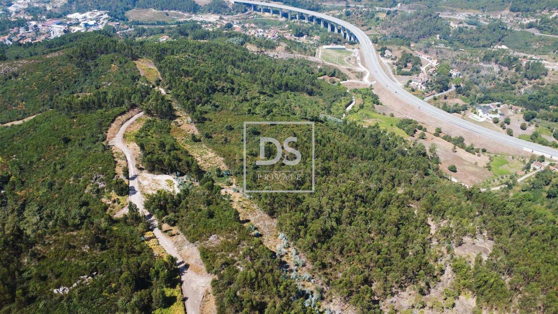 Investment Opportunity in Forest Potential
