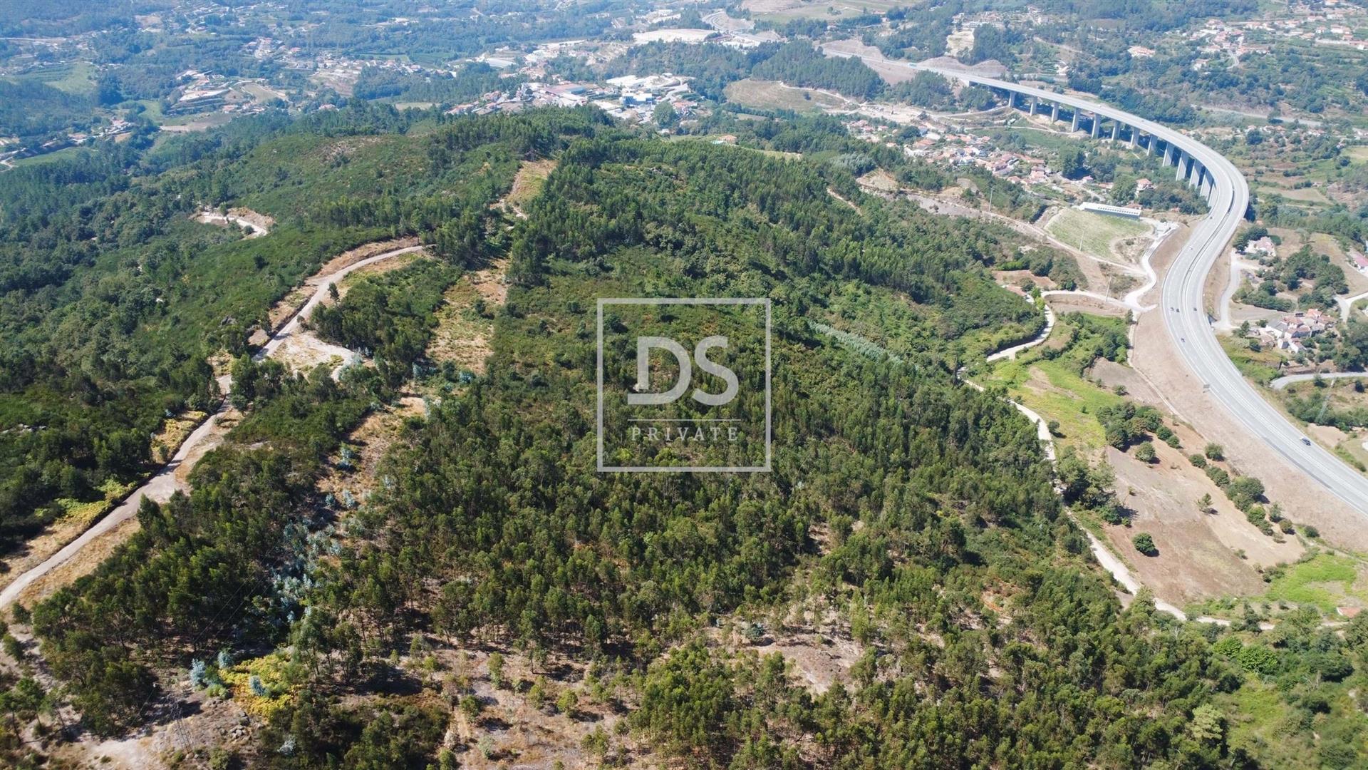 Investment Opportunity in Forest Potential