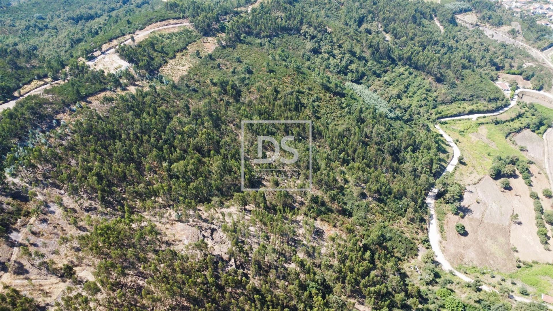 Investment Opportunity in Forest Potential