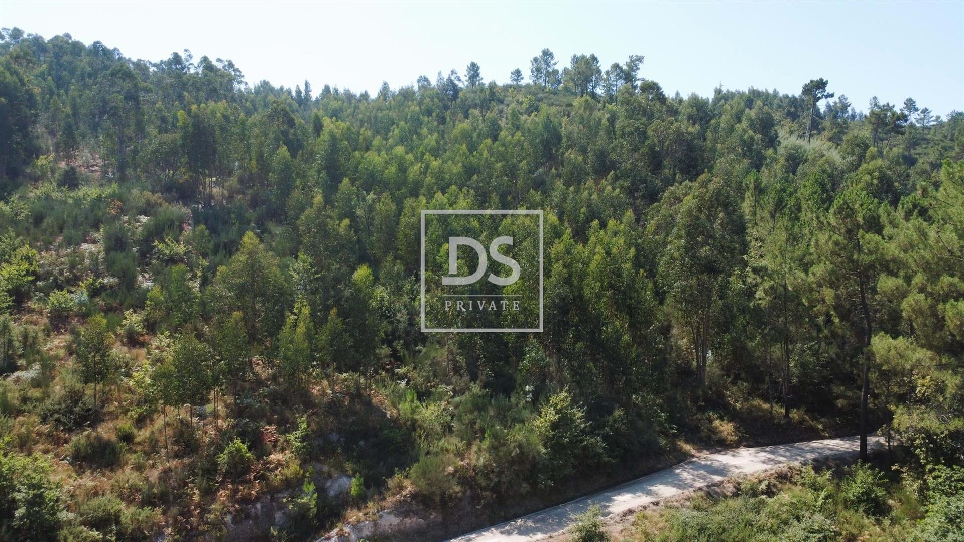 Investment Opportunity in Forest Potential