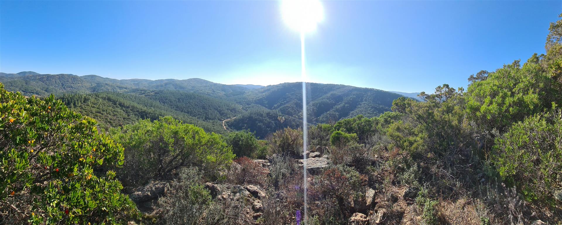 Casa entre vinhas e floresta