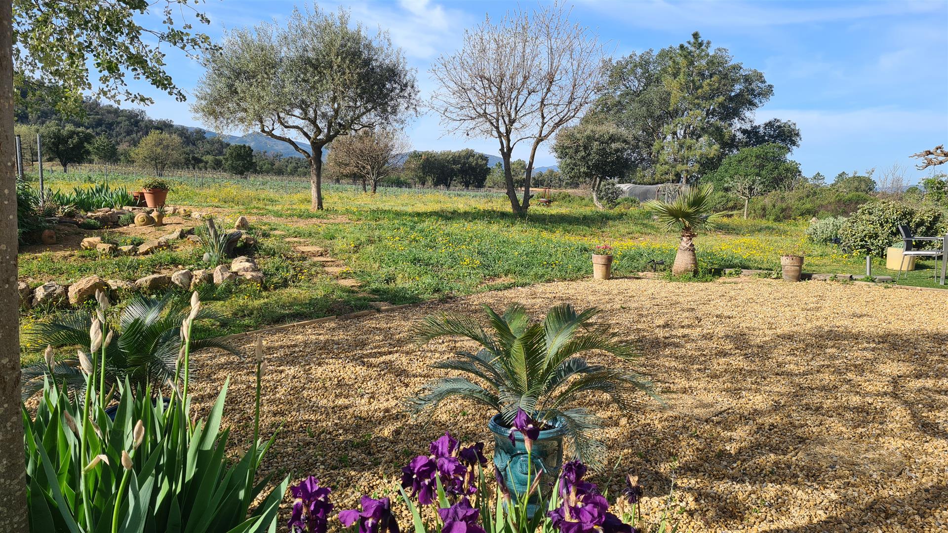 Casa entre vinhas e floresta