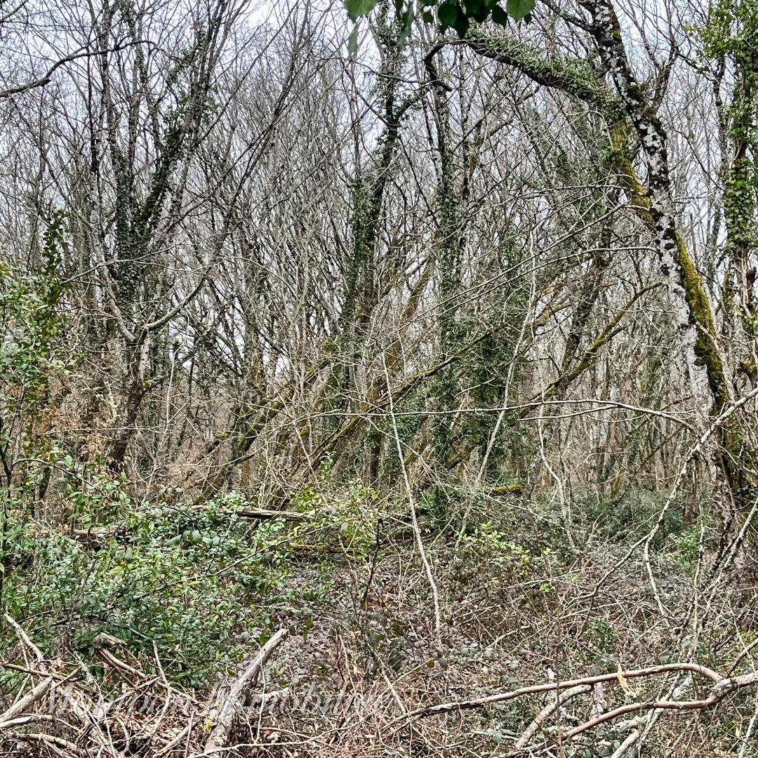 Land 5914 m² Montpon