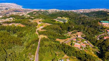 Terre merveilleuse avec Levada et en face de la route en Gaula, Achada do Marques, Madère, Portugal