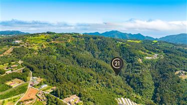 Terreno Rústico com 6.600 m2 - Morena, Santa Cruz, Madeira