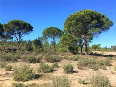 Exceptional land plot with approved project, Muda, Comporta