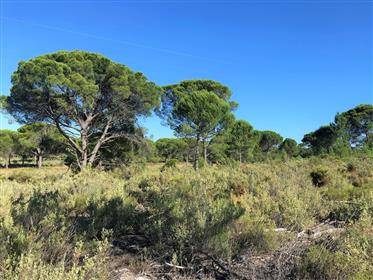 Exceptional land plot with approved project, Muda, Comporta