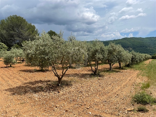 Terrain 5910m² de loisirs Brunet avec 120 oliviers et truffières