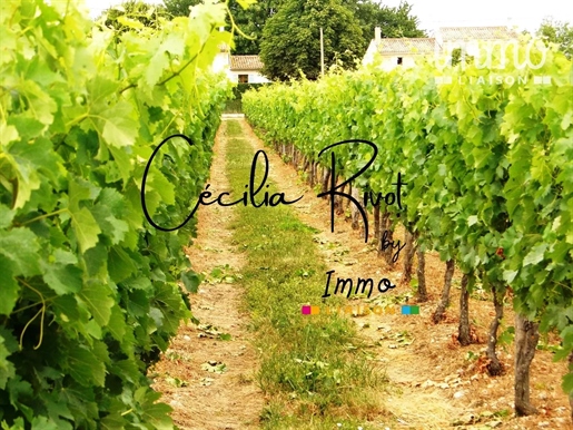22 hectare wine estate