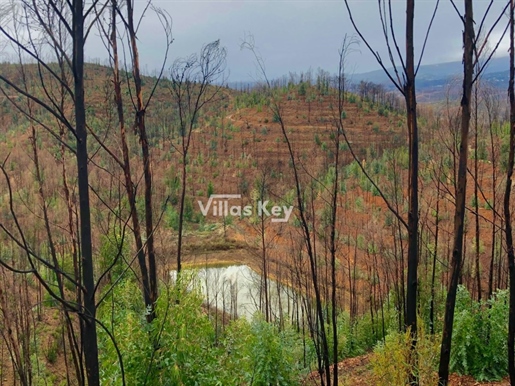 30Ha land with dam in Silves